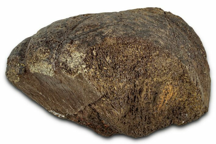 Fossil Ornithischian Dinosaur Bone Section - Montana #355118